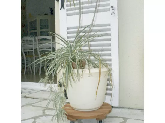 Support à roulettes bois FSC lasuré FLORA ROLL LASURE - Ø 30 cm