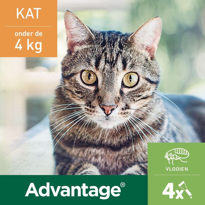 Advantage 40 Tegen Vlooien -