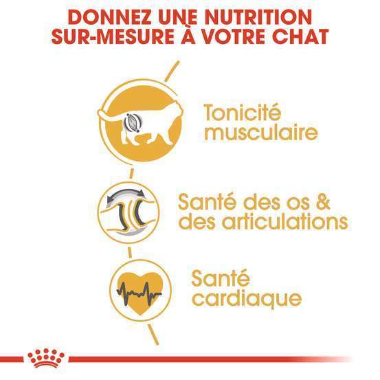 Croquettes chat British ShortHair Adulte + de 12 mois 2kg