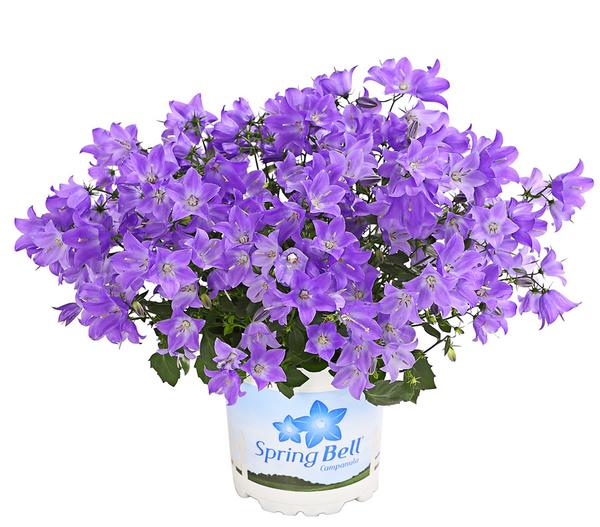 Glockenblume - Campanula porscharskyana