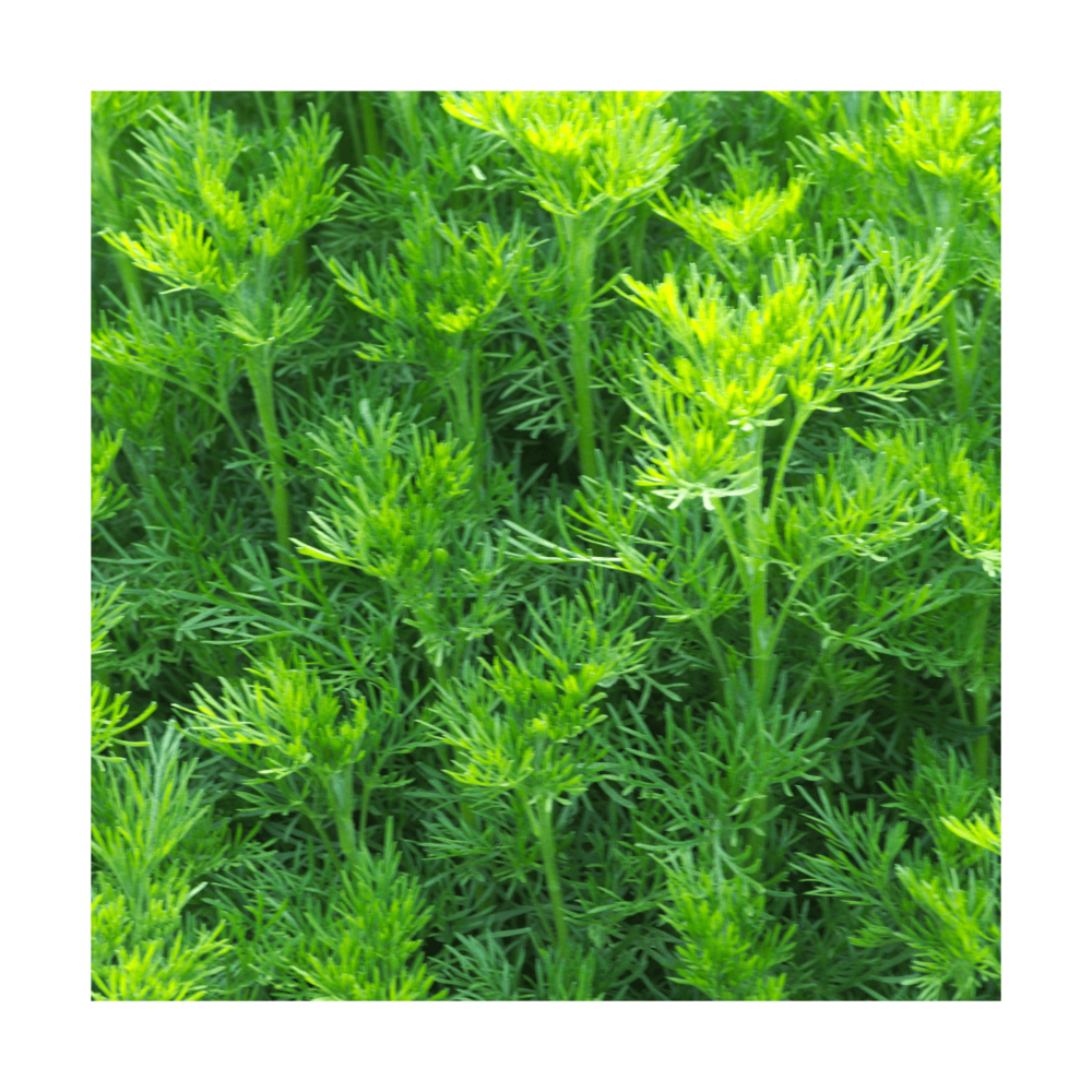 Aurone abrotanum bio/artemisia abrotanum[-]lot de 9 godets