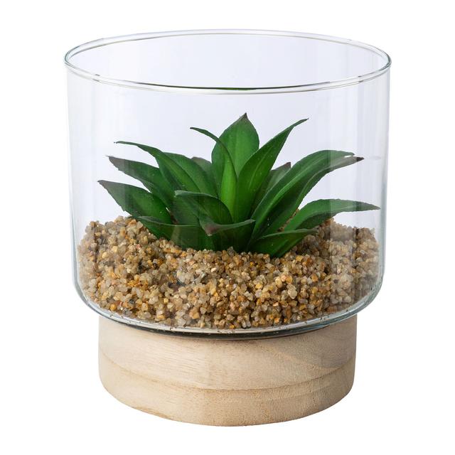 Sukkulenten im Glas auf Holzbase