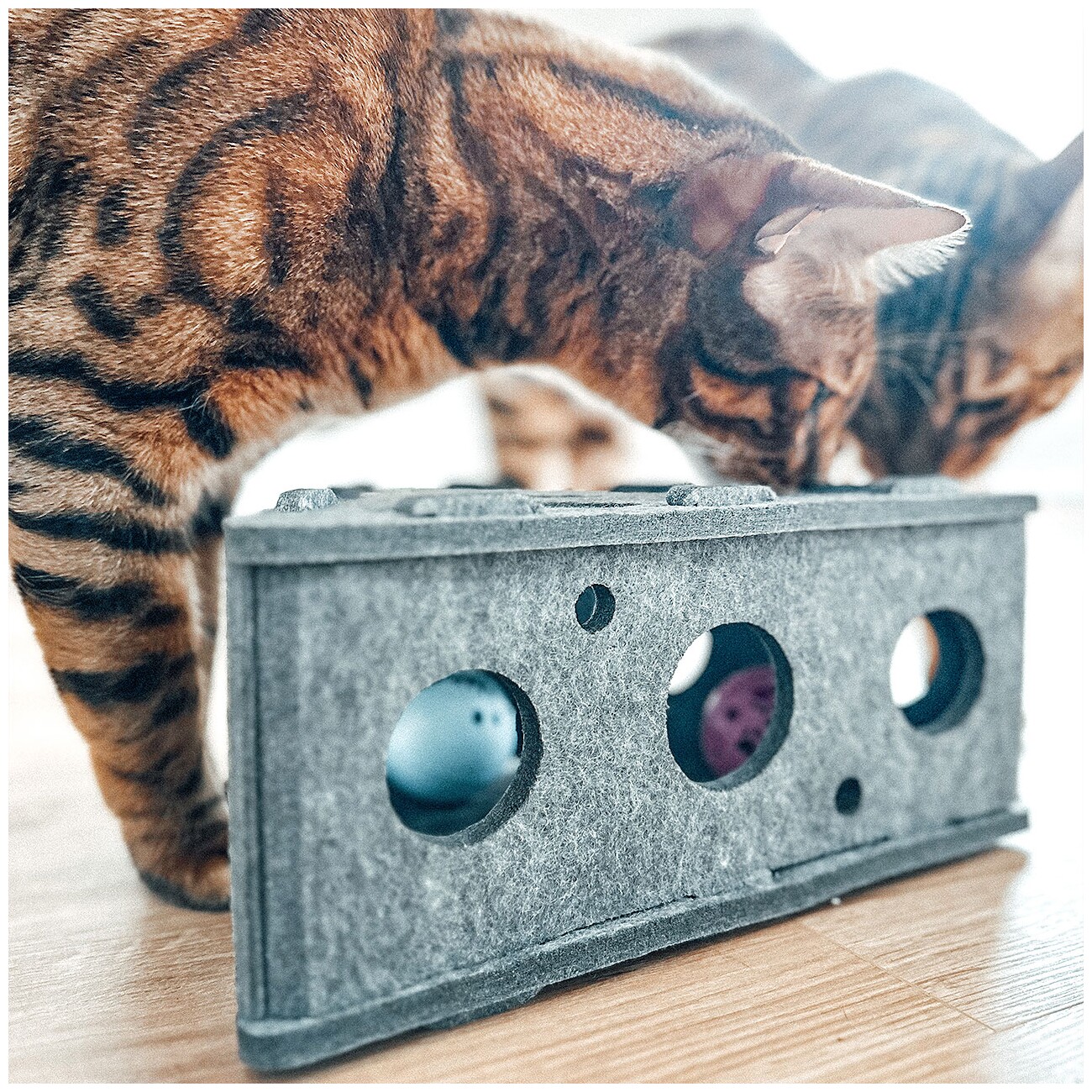 Canadian Cat Company Intelligenzspielzeug Käsekästchen