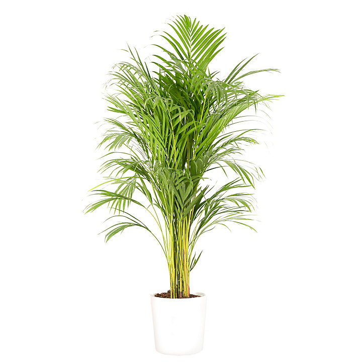 Areca dypsis 21cm avec cache pot blanc