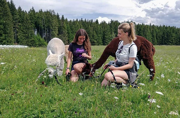 Alpakawanderung in Lechbruck am See