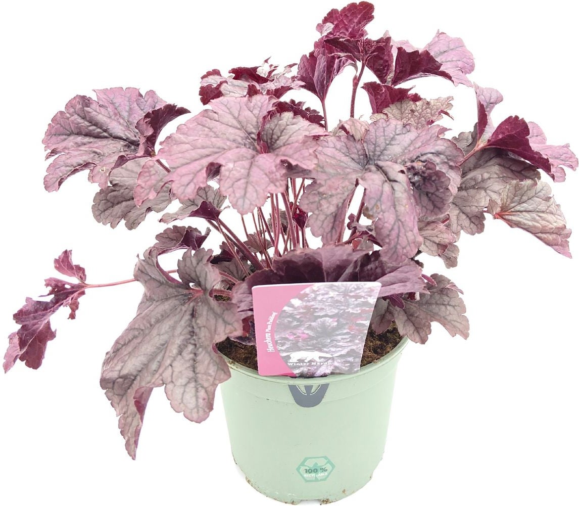 Purperklokje (Heuchera 'Plum Pudding') D 9 H 15 cm