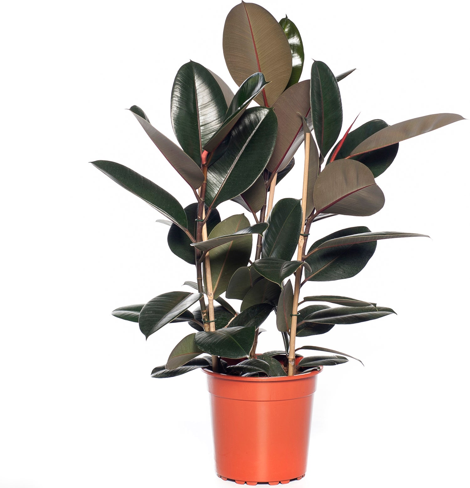 Rubberboom (Ficus elastica 'Abidjan') D 24 H 85 cm
