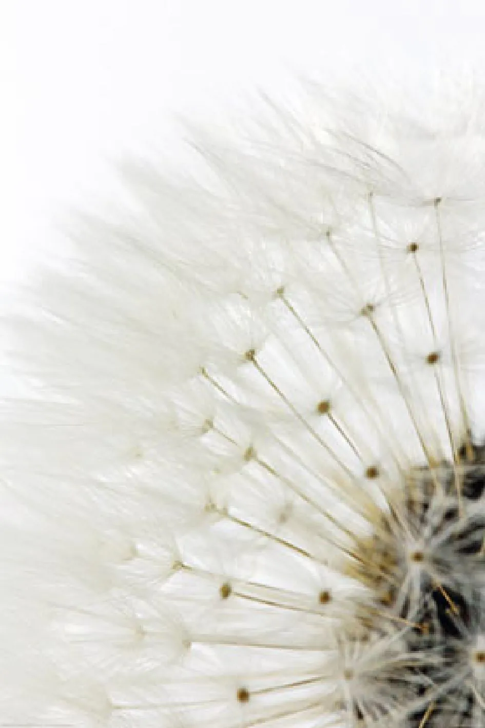 Poster Pusteblume, 61 x 91 cm