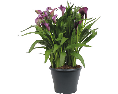 Calla, Zantedeschia MIX FloraSelf H 30-45 cm Ø 23 cm pot diverse soorten