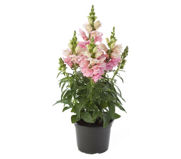 Garten-Löwenmäulchen, verschiedene Farben