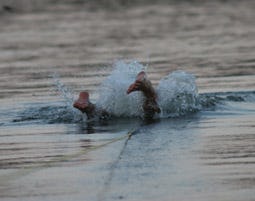 Barfuss-Wasserski fahren auf der Donau als Geschenk