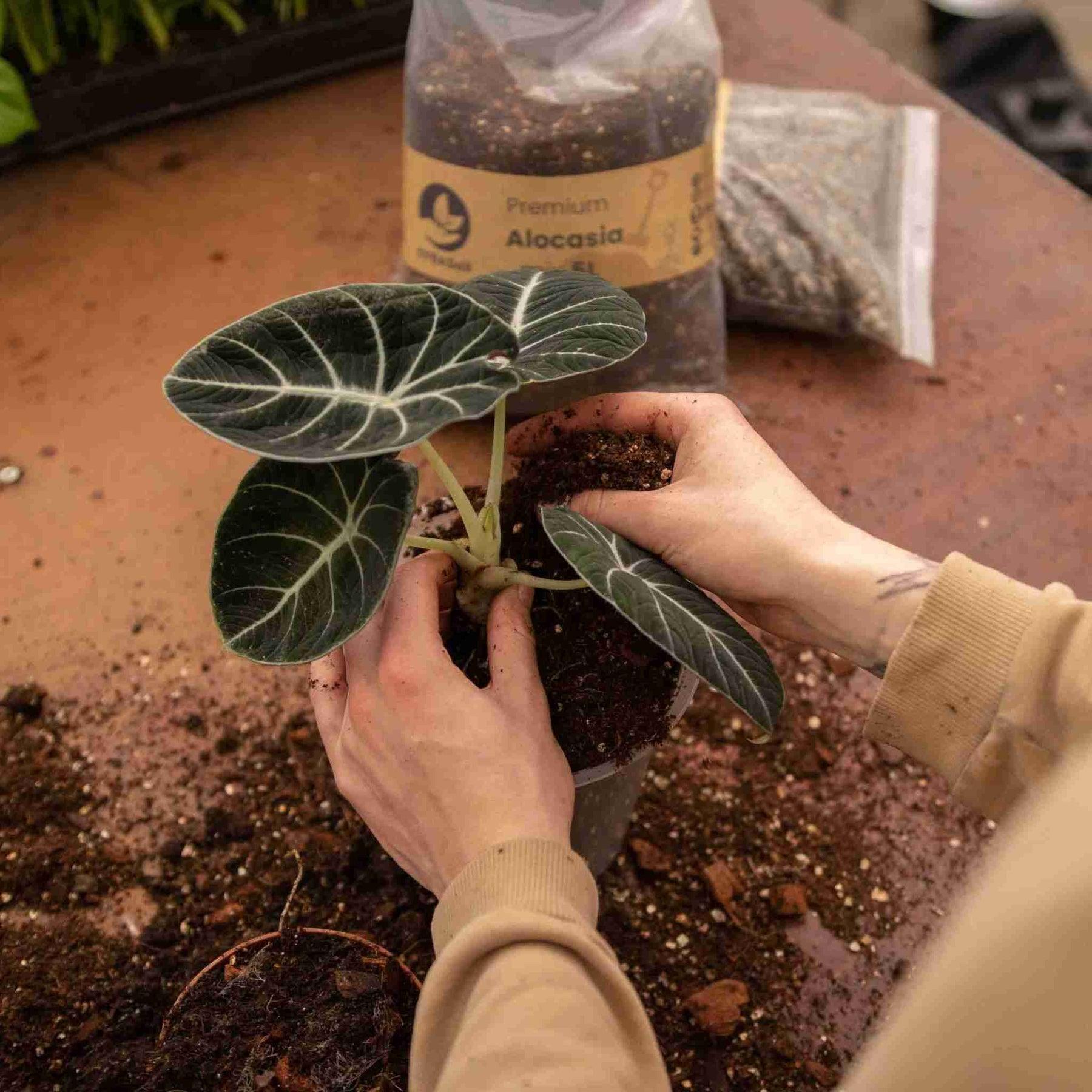 Terreau alocasia - 5l