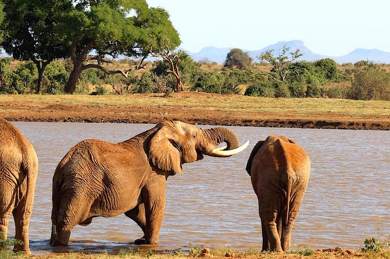 Safarireis Kenia: Tsavo & Taita
