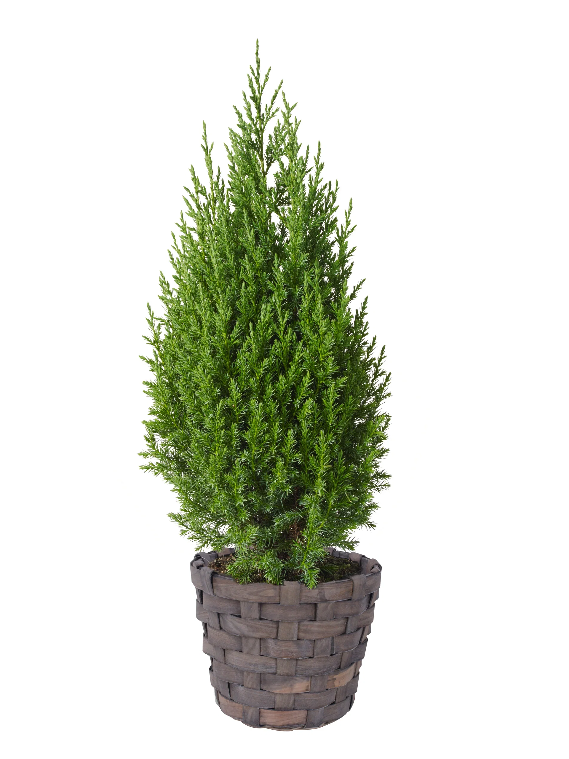 Plantagen Kurv i tre Ø26 cm