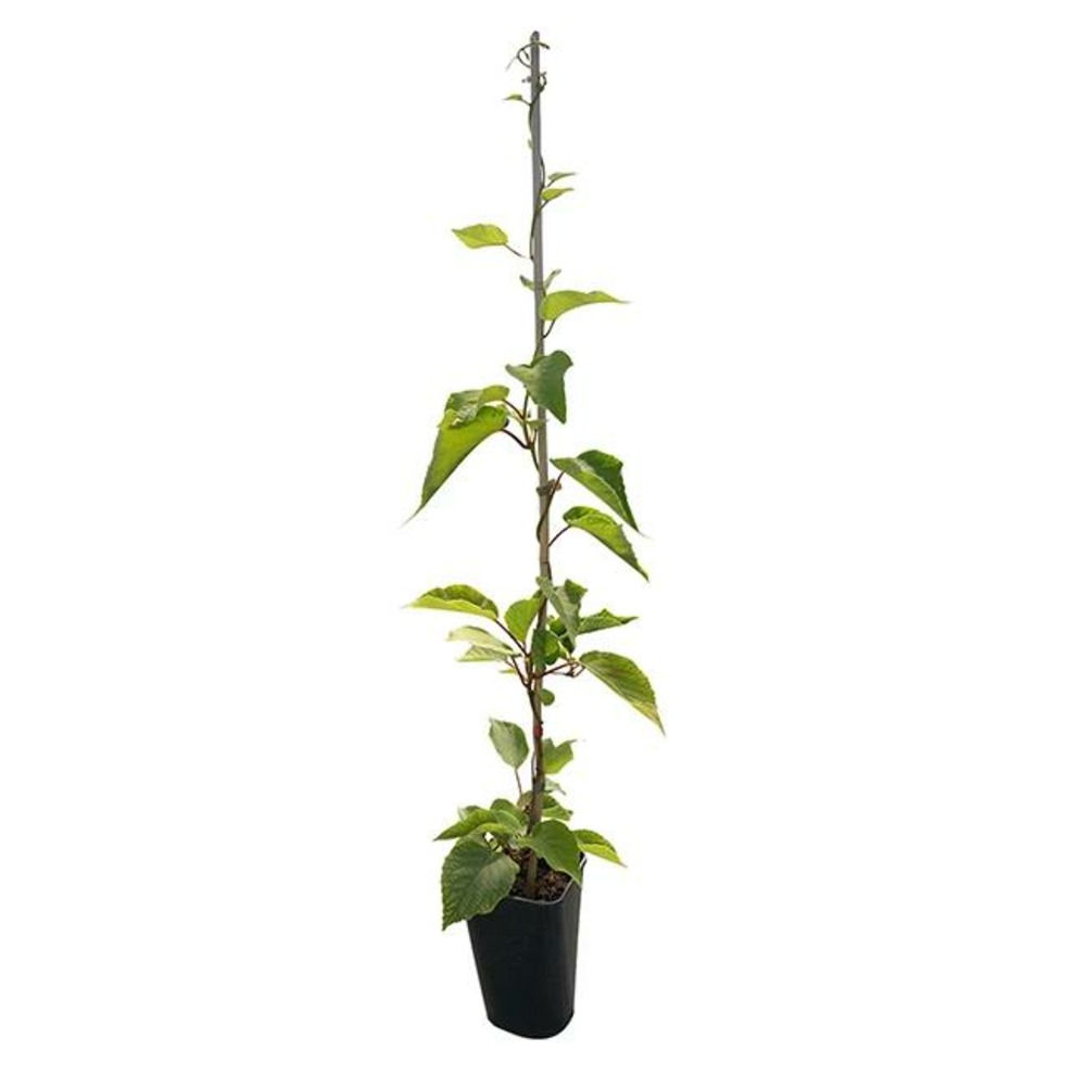 Kiwi femelle 'hayward' - actinidia femelle 3l