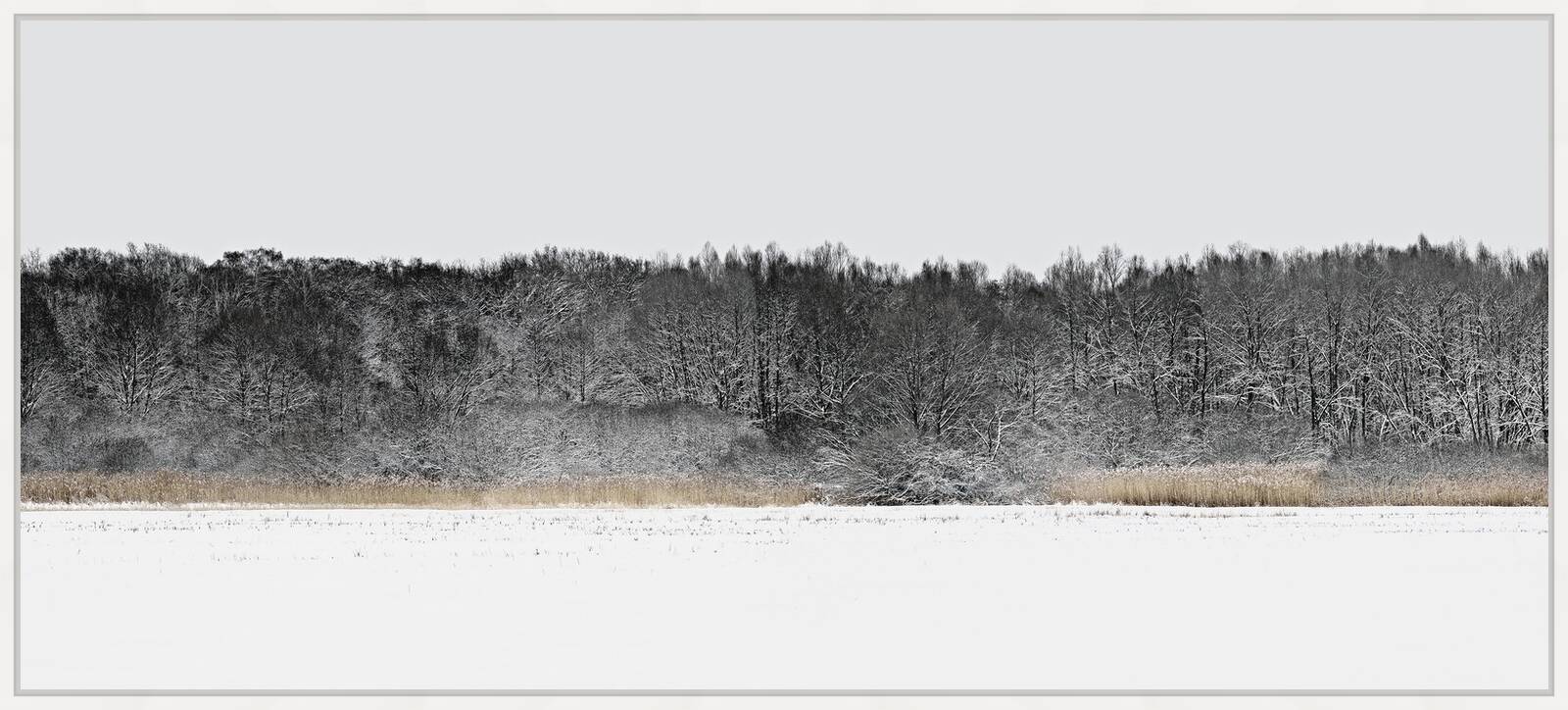 Forest 5 by Hartwig Klappert - Limited Edition. Edition of: 100. Signed.
