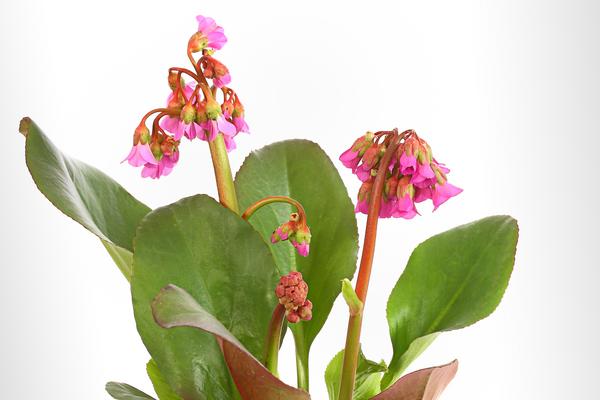 Bio Bergenie 'Purpurea'