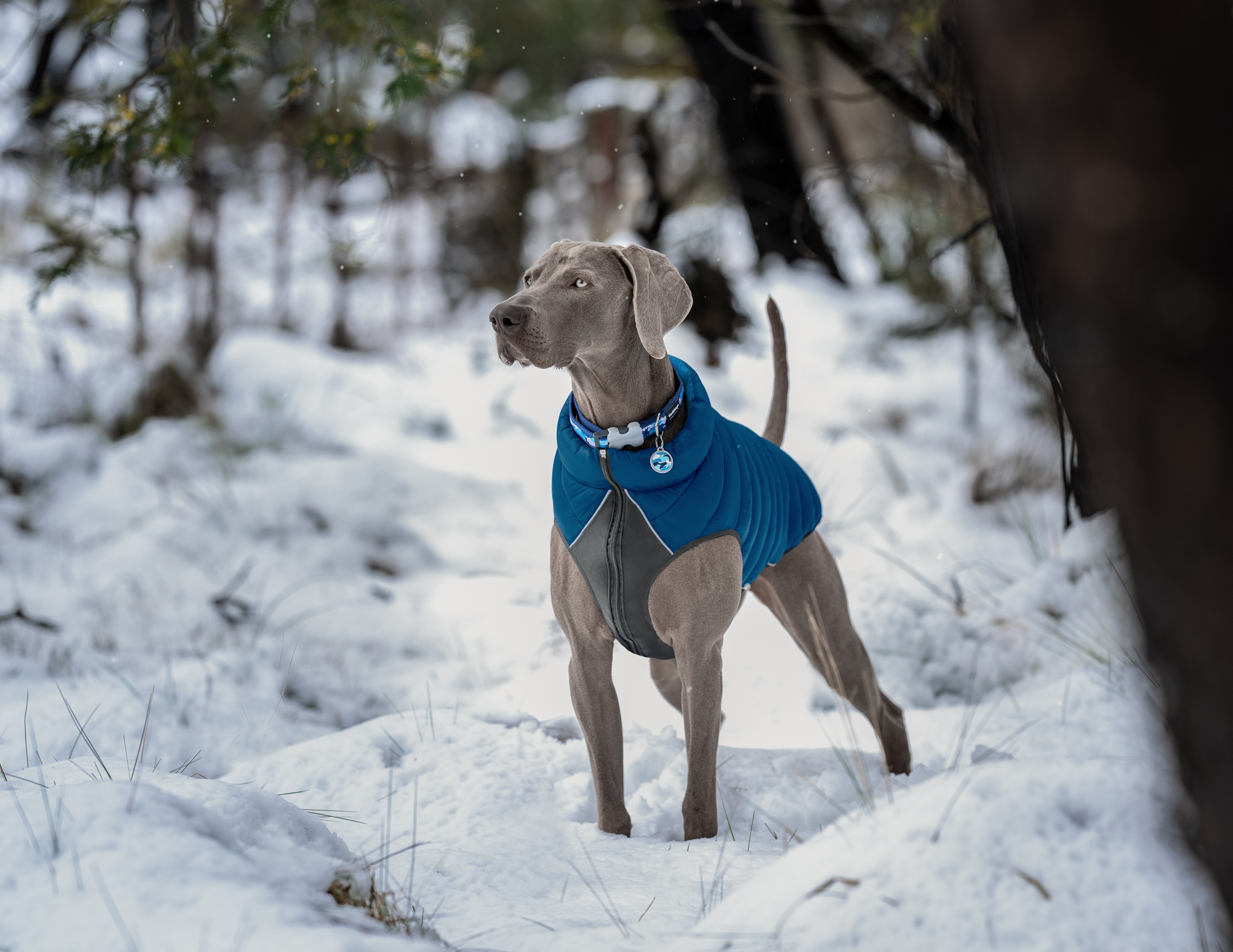 Placa de identificação para cães em aço inoxidável esmaltado com estampa camuflada azul