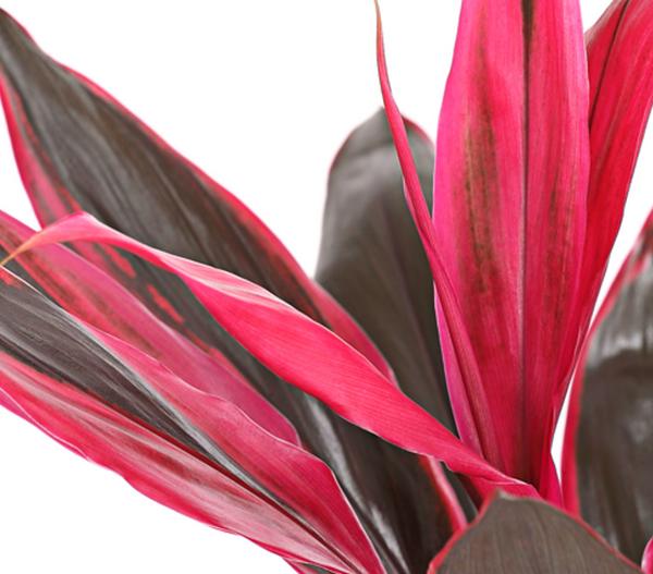 Keulenlilie - Cordyline cultivars,