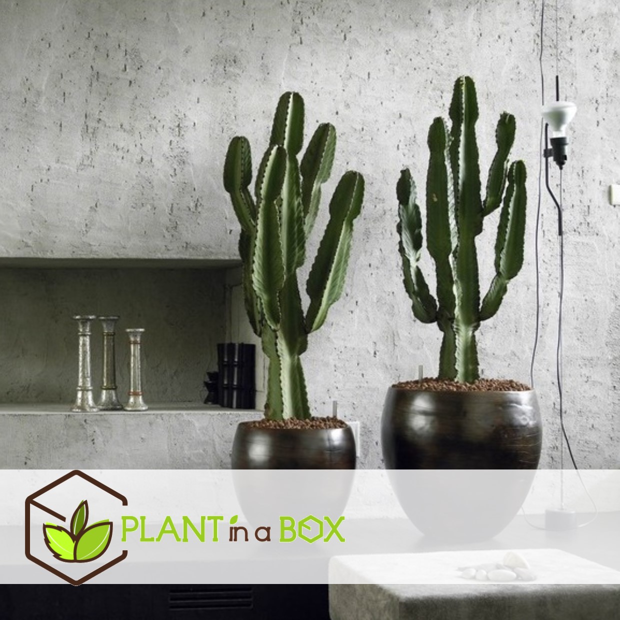 Euphorbia eritrea - cowboy cactus - pot 17cm - hauteur 50-60cm
