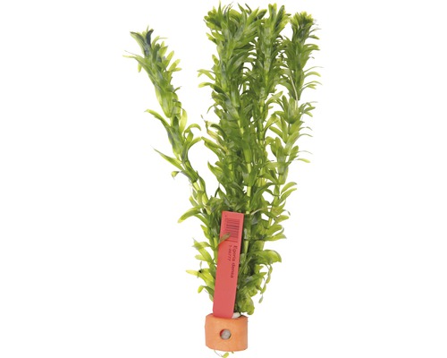 Tropische waterpest - Egeria densa HB
