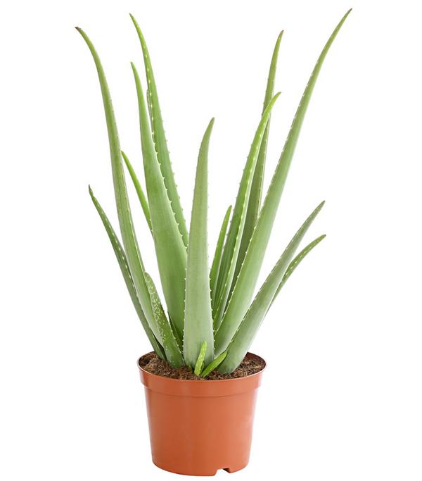 Echte Aloe - Aloe vera