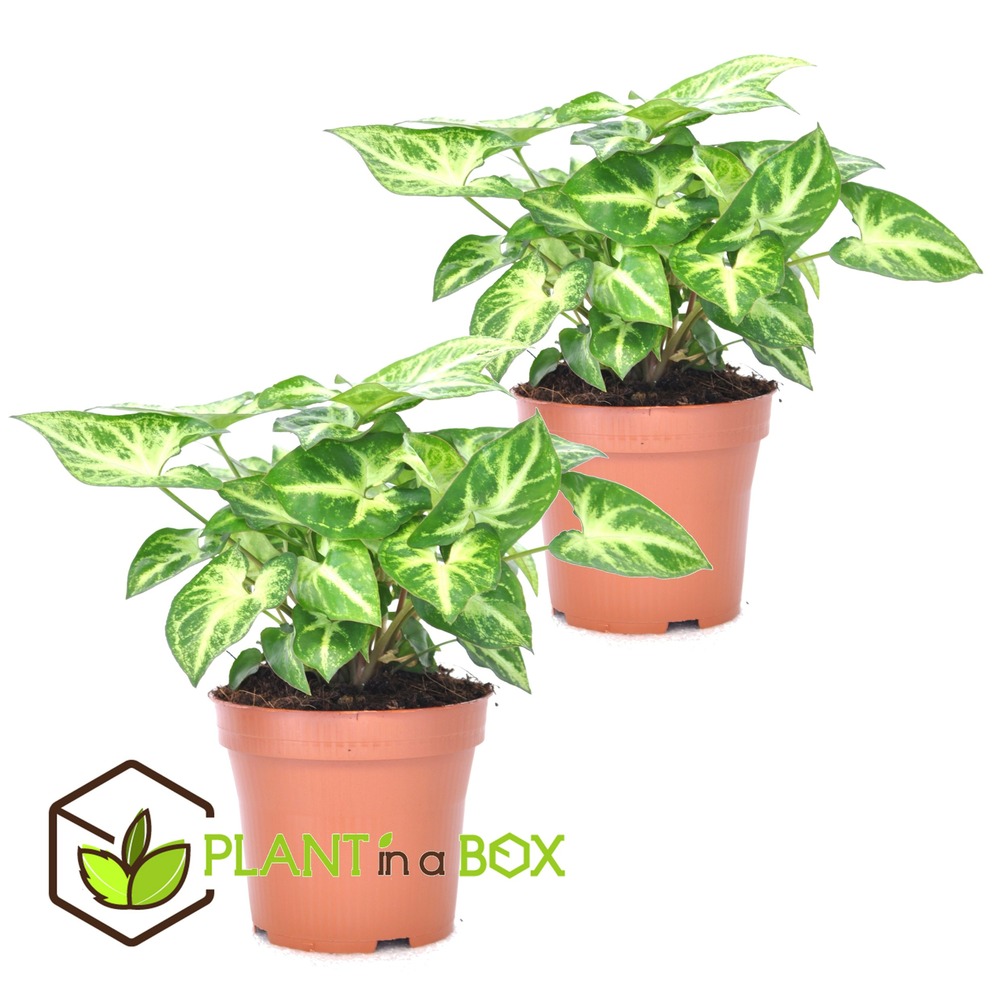 Syngonium 'pixie' - set de 2 - plante fléchée - pot 12cm - hauteur 25-40cm