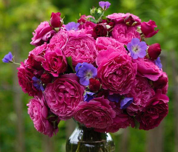 Beetrose 'Kaffe Fassett®'