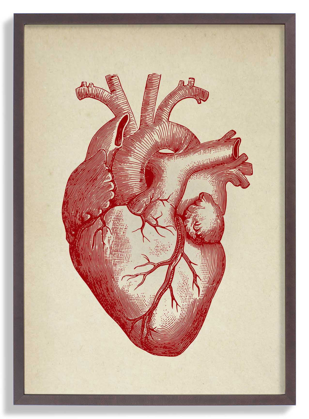 Anatomisches Herz