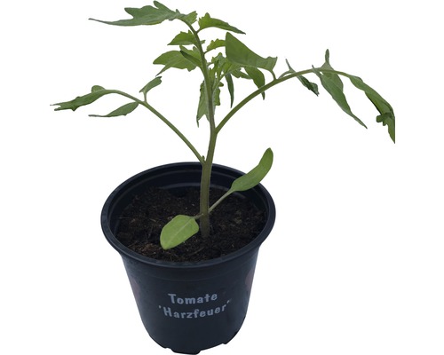 Saladetomaat 'Harzfeuer' Ø 9 cm pot
