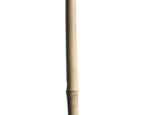 Bamboestok H 150 cm Ø 12/14 mm naturel