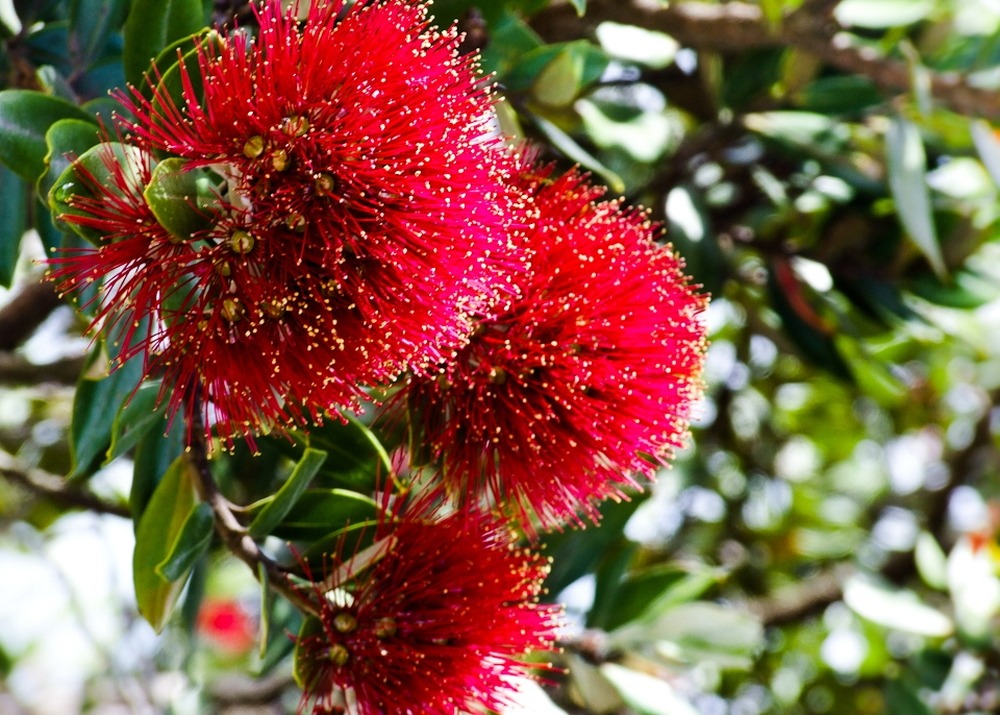Jardin dans le sac - l'arbre de noël de nouvelle-zélande - 300 graines - metrosideros excelsa