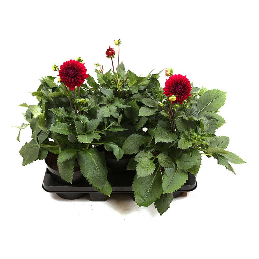 DAHLIA GEORGINE Ø19CM