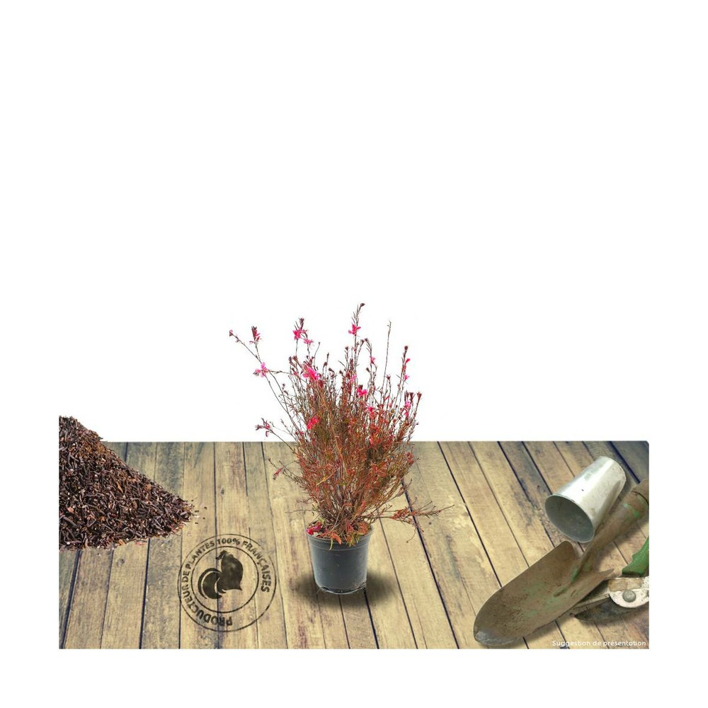 Gaura lindheimeri rose compact/gaura lindheimeri rose compact[-]pot de 3l - 20/40 cm