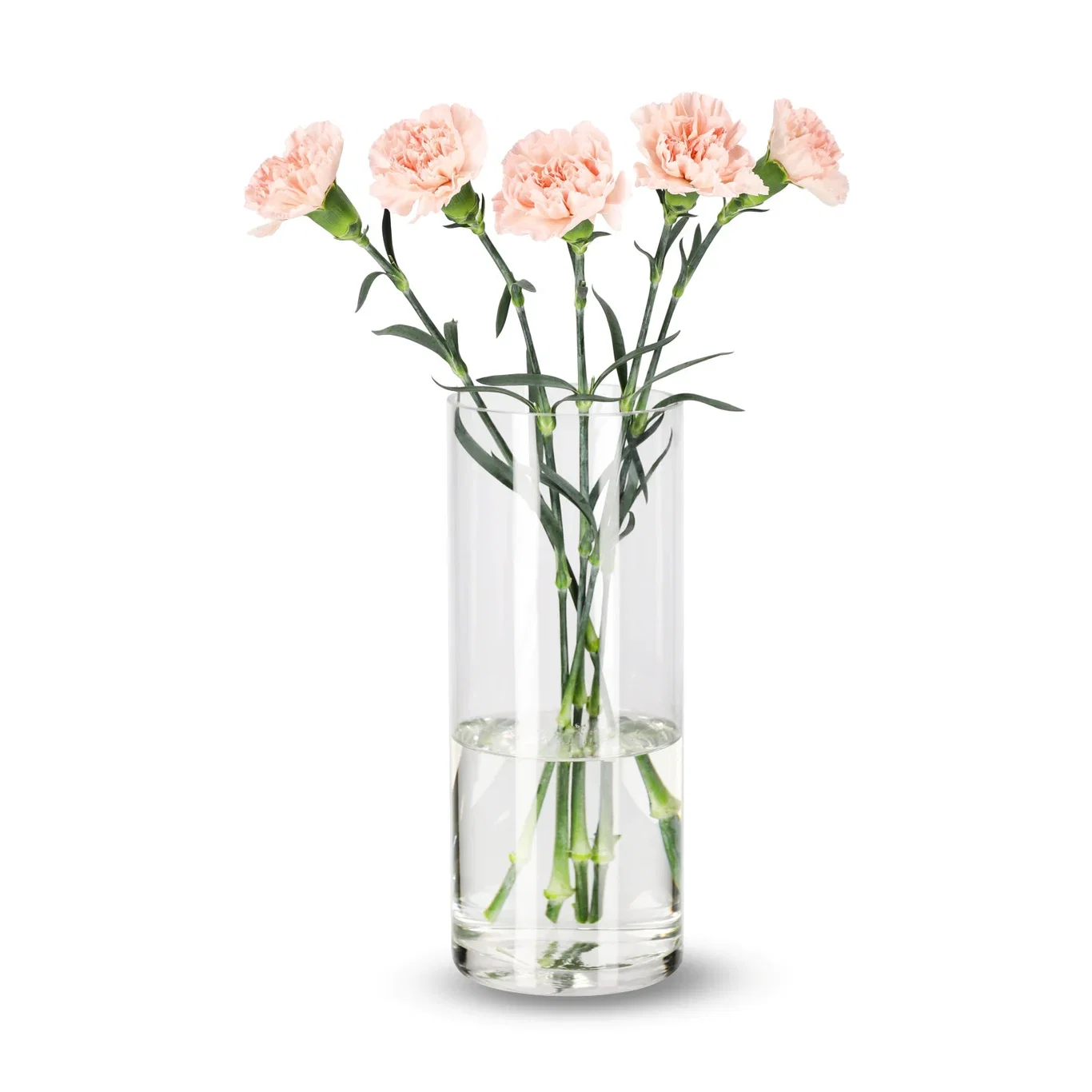 Nelliker 5pk Høyde 50 cm