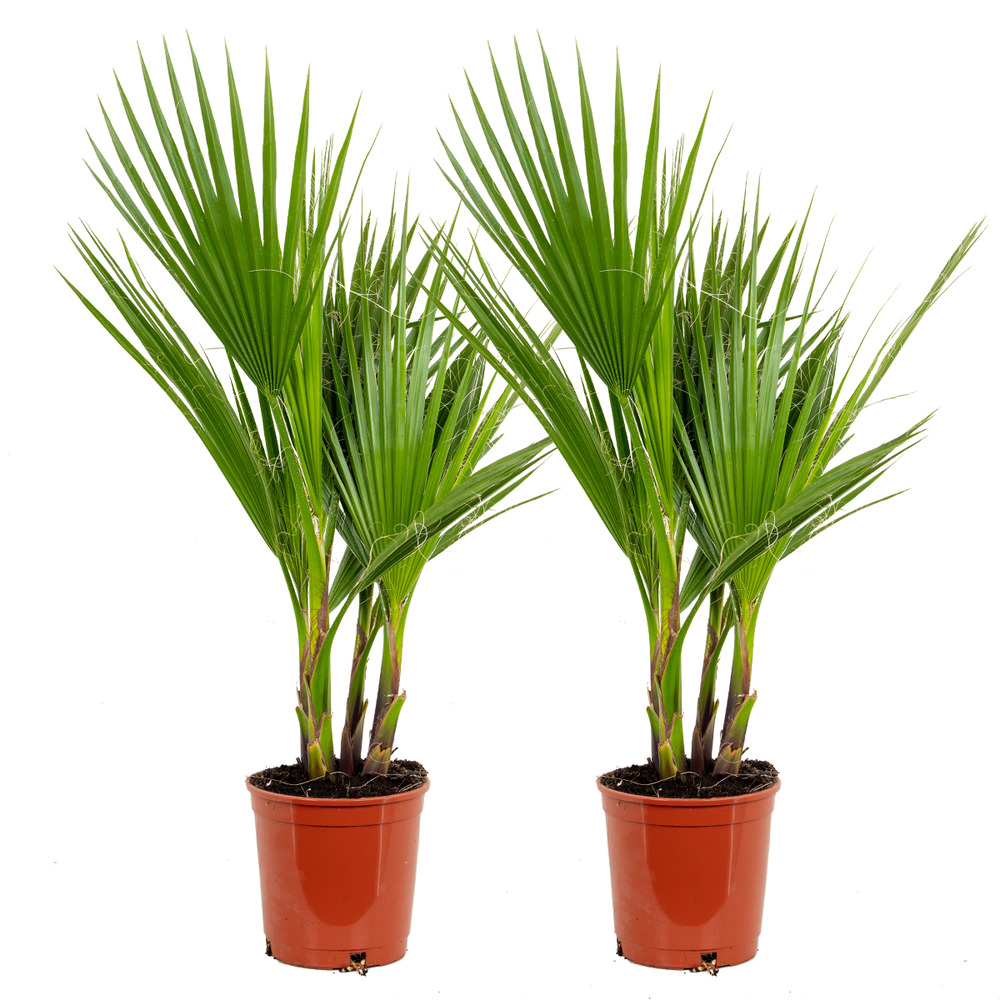2x washingtonia robusta - palmier mexicain - palmier extérieur - persistant – ⌀17 cm - ↕60-75 cm