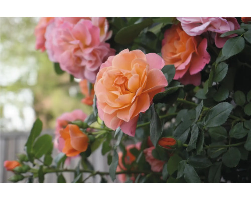Floribunda Roos 'Sugar Candy' FloraSelf Rosa 'Sugar Candy' Co 3.5 L