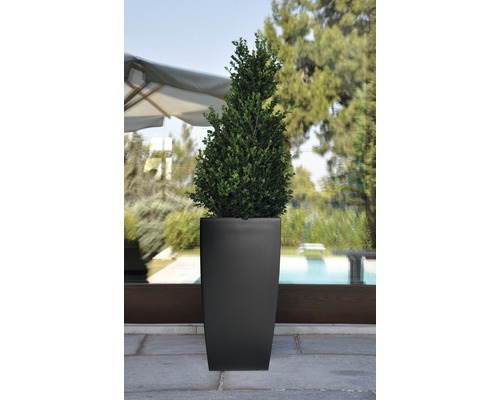Lafiora plantenbak, kunststof, 31 x 31 x 57 cm, antraciet mat, inclusief zelfbewateringssysteem en waterniveau-indicator