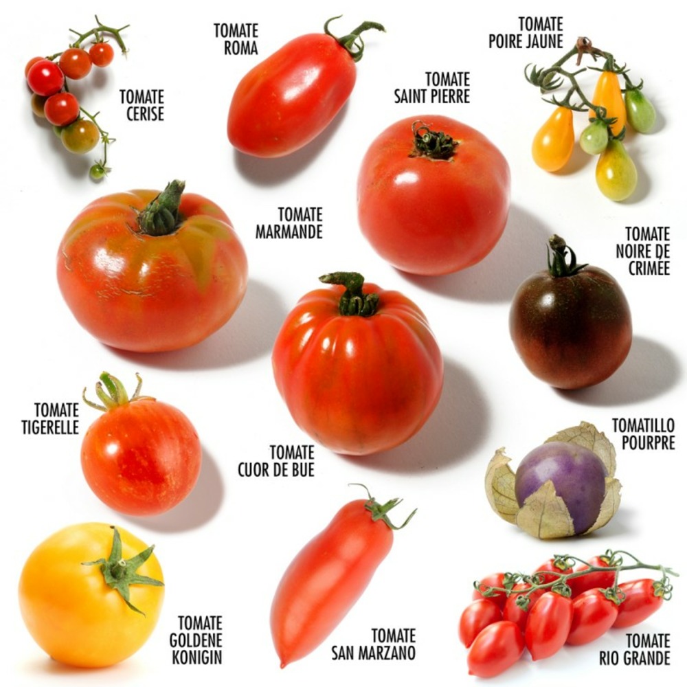 Coffret 12 sachet tomates anciennes