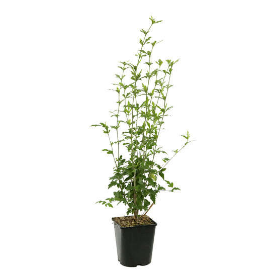 Hibiscus syriacus : ctr 4 litres