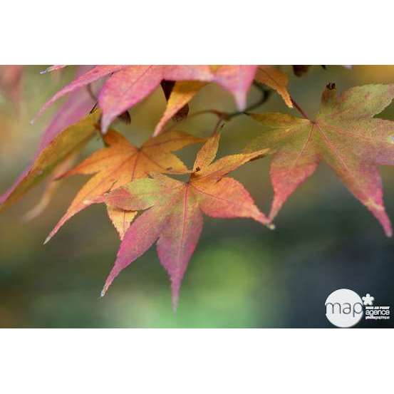 Acer palmatum TRUFFAUT : ctr 30 L - Variétés variables