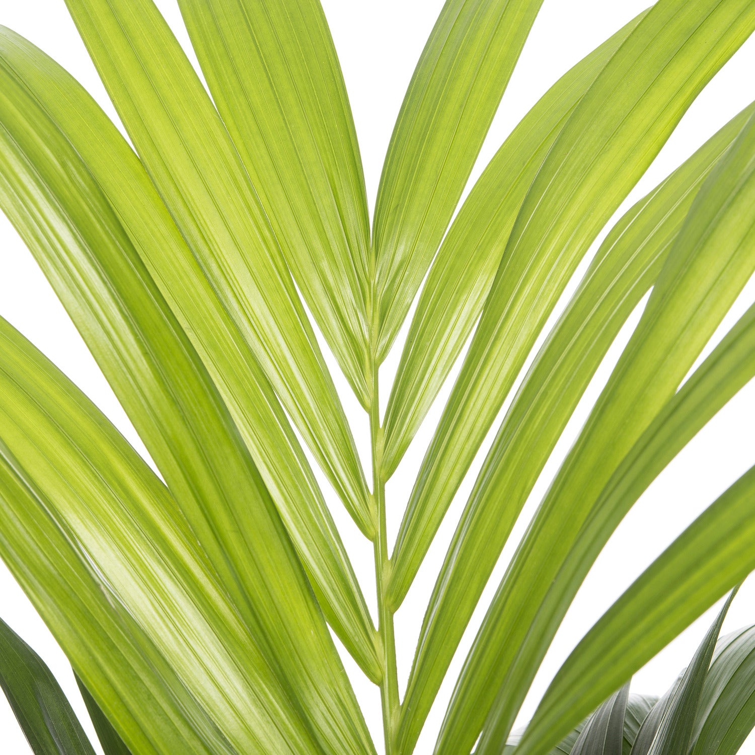 Kentiapalm (Howea forsteriana) D 19 H 90 cm