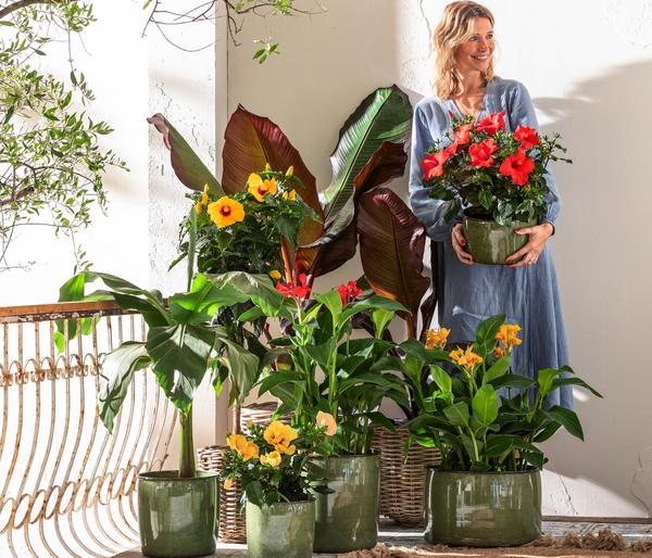 Indisches Blumenrohr, verschiedene Sorten