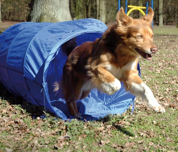 dobar® petlife Agility Tunnel, ca. Ø60/L500