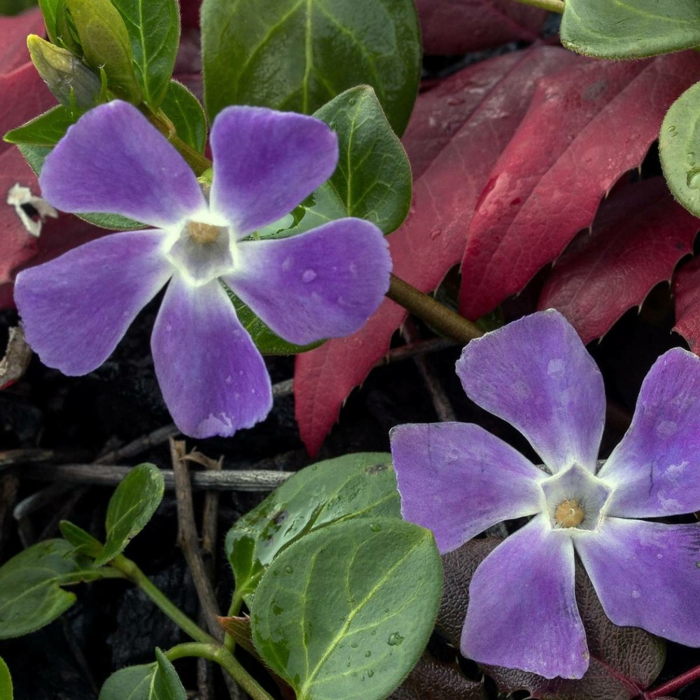 Pervenche minor/vinca minor[-]godet - 5/10 cm