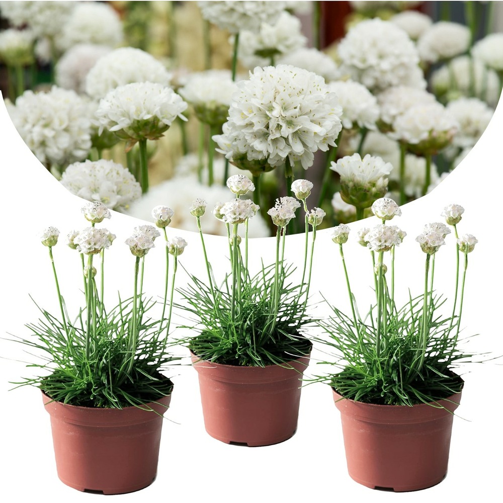 Armeria maritima - set de 3 - jardin blanches - pot 12cm - hauteur 20-30cm
