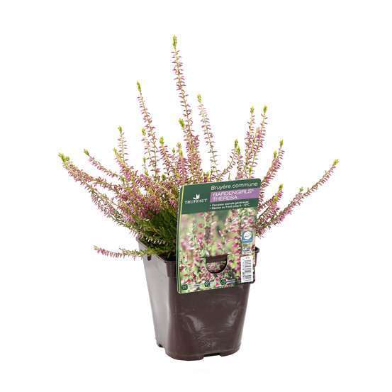 Calluna vulgaris 'Theresa':conteneur 1 litre