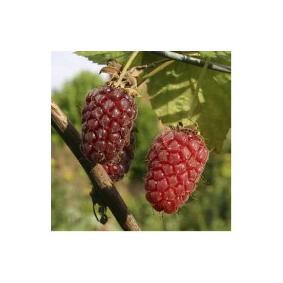 Mûrier Tayberry 'Buckingham' bio : pot de 1,5 litres