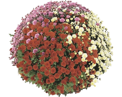 Chrysanthemum Chrysanthemum indicum 'Party Trio' Ø 20 cm pot assorti