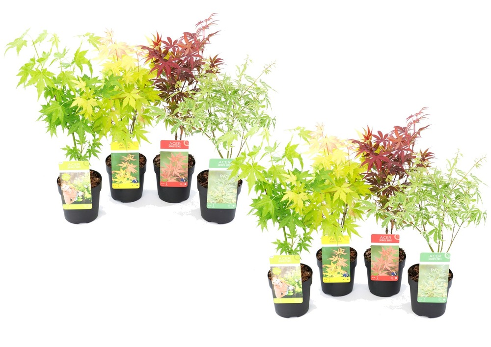 Acer palmatum - set de 8 - erable du japon - pot 10,5cm - hauteur 25-40cm